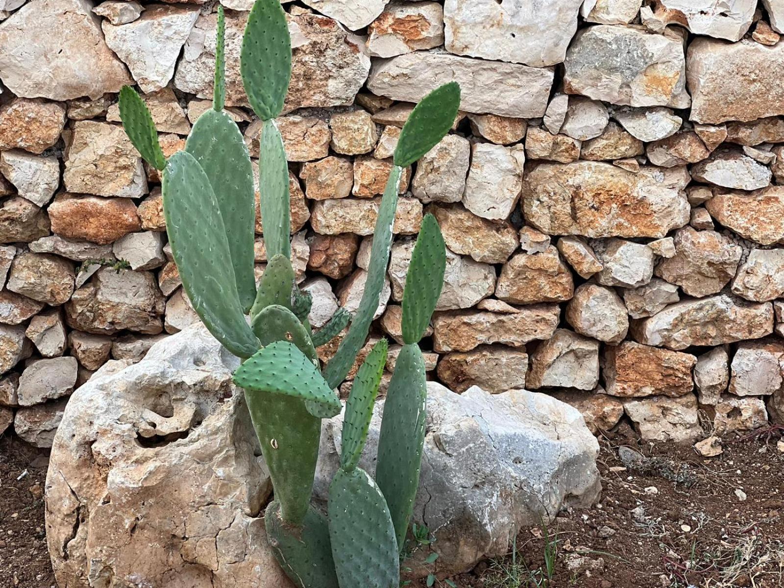 Dimora Caraspi * Mola di Bari